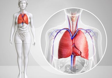 What is a Human Lung?, Oxygen, Organ, Respiration, Diaphragm, What, is, a, Human, Lung